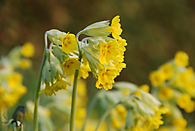 Maj 2010